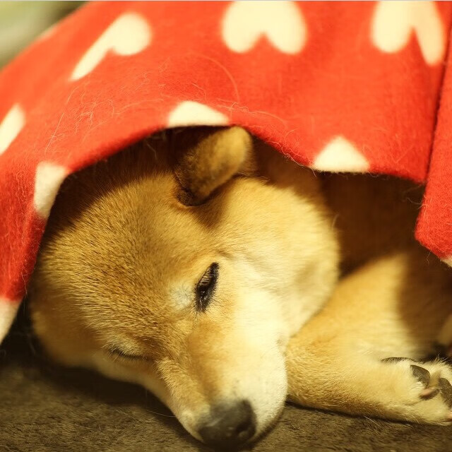 国足各阶段比赛临场执行数据对照,国足比赛场次