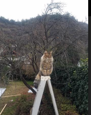 阵容深度带来哪些战略优势，分析阵容