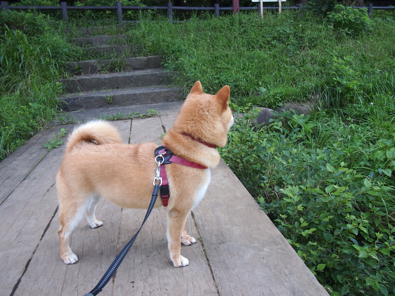爱游戏综合娱乐-仰泳冲刺朝鲜女将稳中有升，仰泳的比赛视频