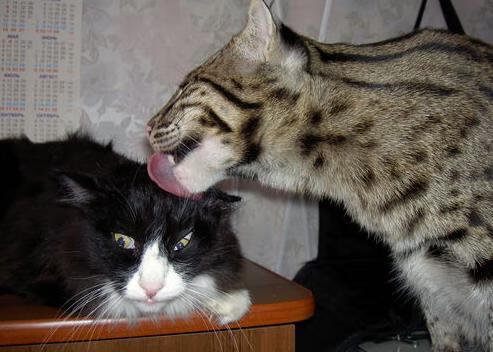 新西兰全黑队凭借无懈可击的球场控制力，战术执行完美，新西兰全黑队队员介绍